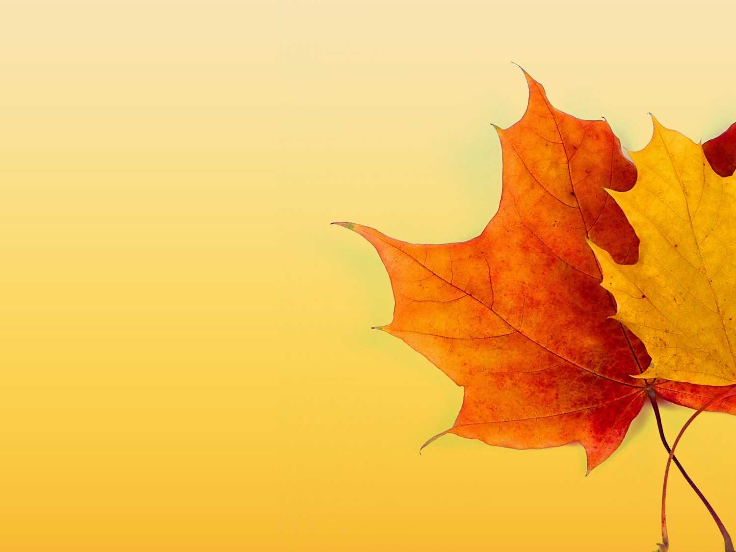 Autumn Ppt Background - Powerpoint Backgrounds For Free Inside Free Fall Powerpoint Templates