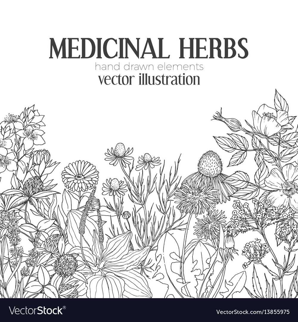 Card Template With Vintage Sketches Of Medicinal Intended For Med Card Template