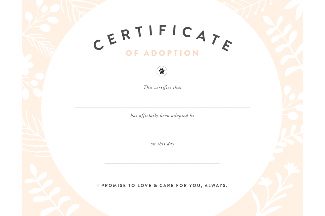 Pretty Fluffy Intended For Blank Adoption Certificate Template