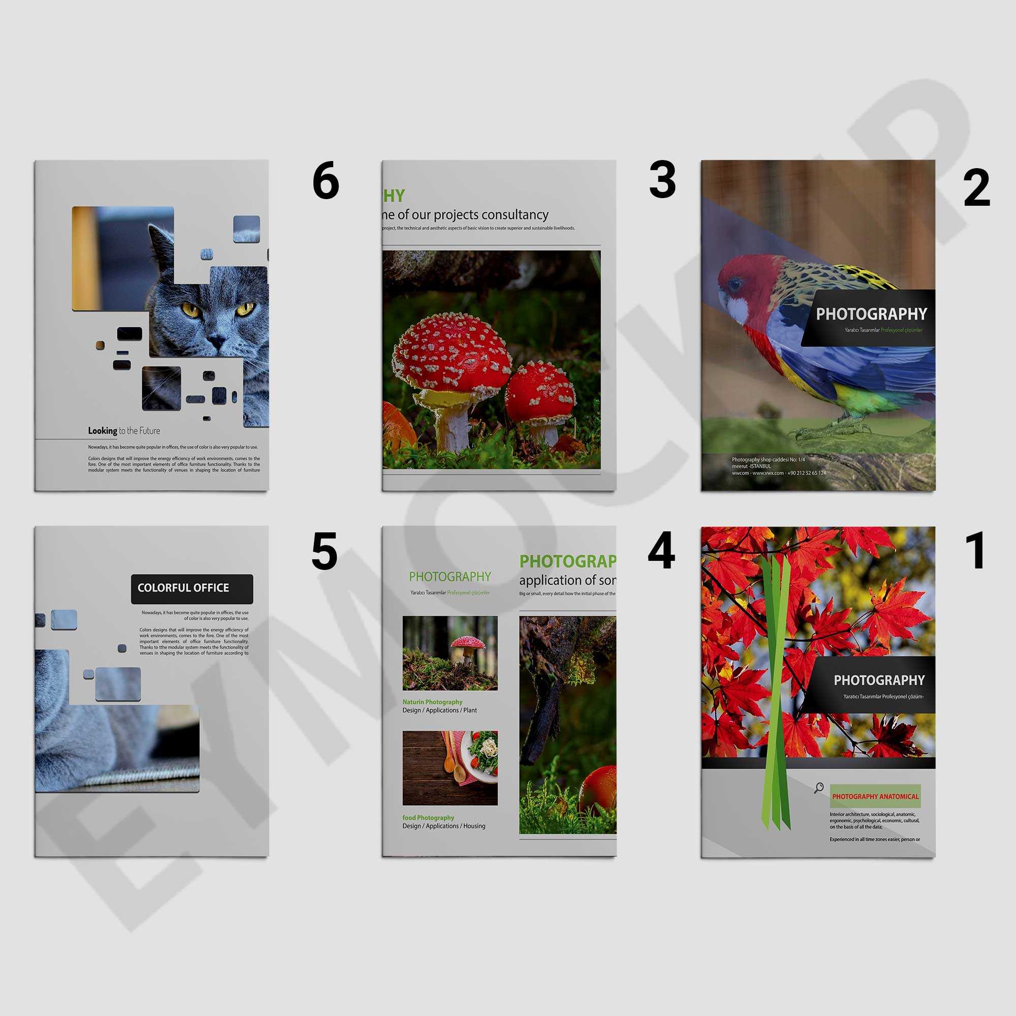 Zoo Photography Brochure Template | Eymockup With Regard To Zoo Brochure Template